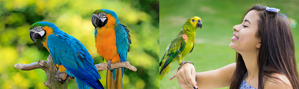 Parrots