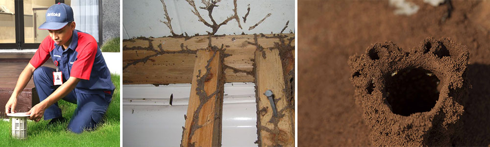 Get rid of termites without using commercial pest control chemicals