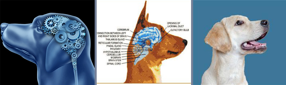 Canine Psychology