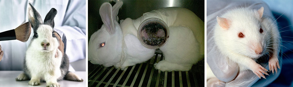 animal Testing