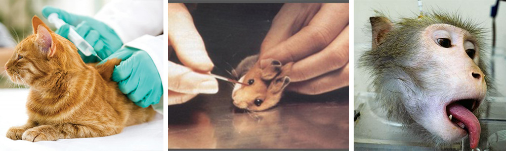 animal Testing