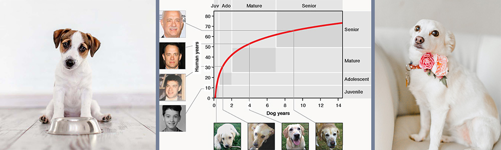 The canine age