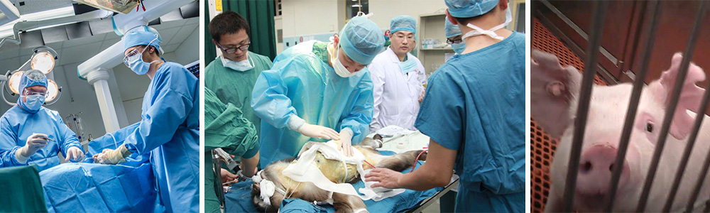 The importance of the world first transplantation of the pig heart
