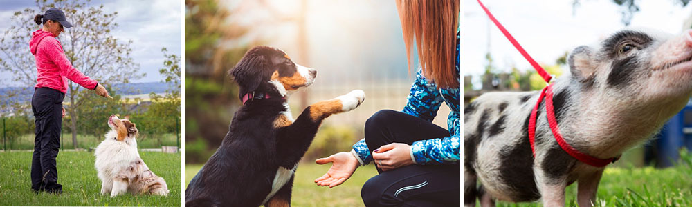 dogs canine training