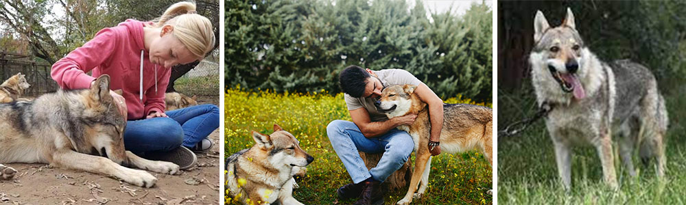 Wolves as pets