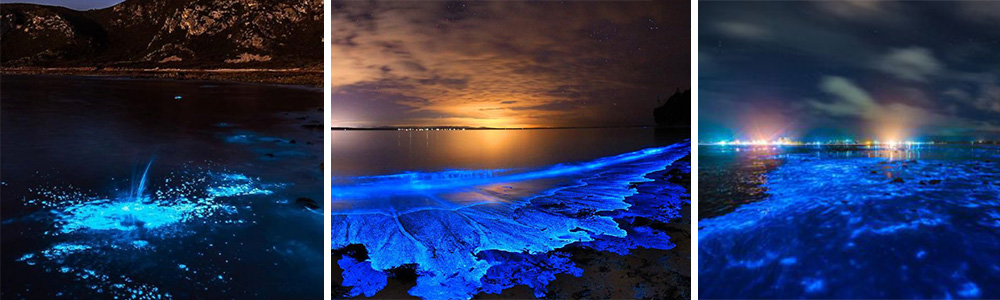 Jervice Bay-bioluminescence in Jervis Australia