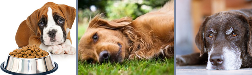 shortness of breath, loss of appetite, unexpected dizziness of dogs