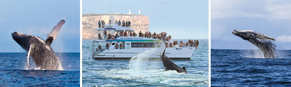 Jervice Bay-whales and dolphins