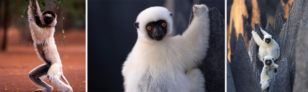 Biodiversity in the area, Lemurs