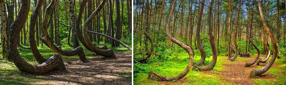 Peculiar Crooked forest in Poland.