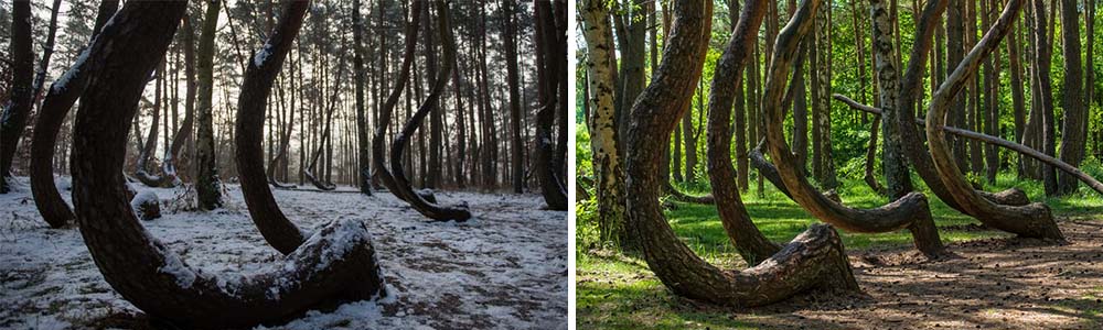 Peculiar Crooked forest in Poland.