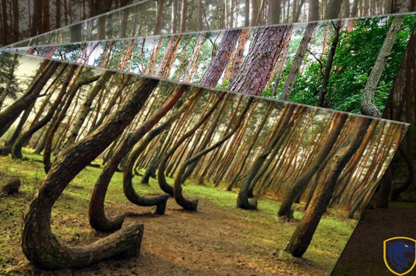 Peculiar Crooked trees in Poland