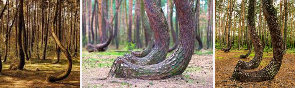 Peculiar Crooked forest in Poland