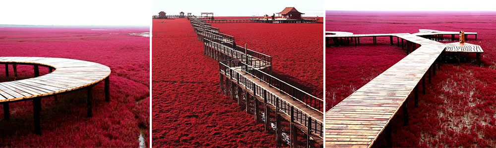 The Red beach, China board walk