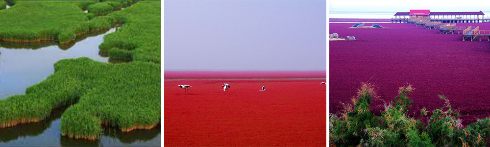 The Red beach, China in different seasons