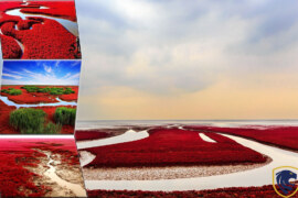 World’s Largest wetland; The Red beach, China