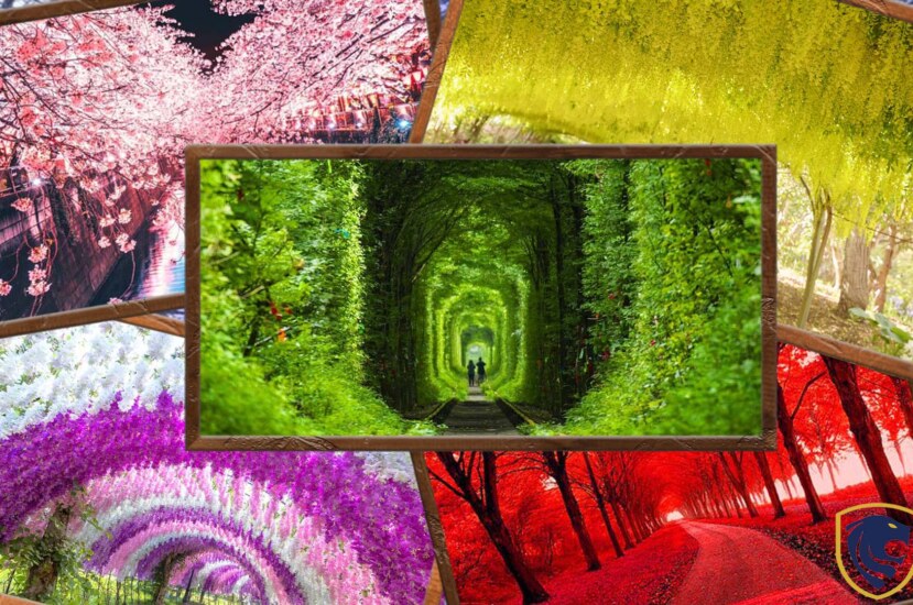 Most Beautiful Tree Tunnels in The World