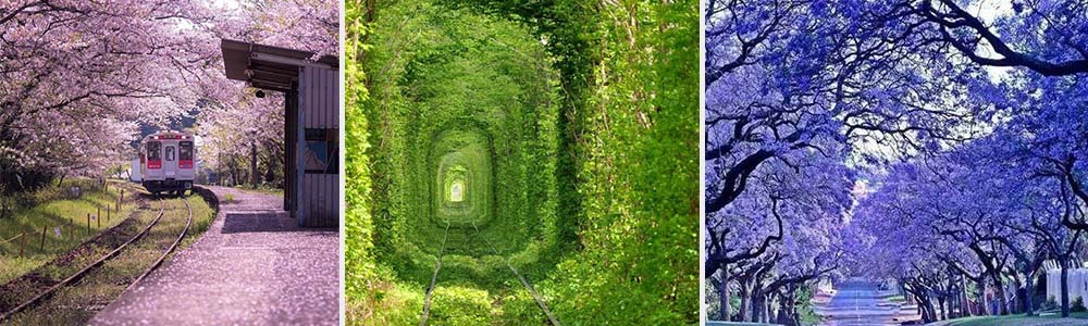 Sakura Cherry Rail Tunnel, Japan,Train Tree Tunnel, Ukraine tunnel of love, Jacarandas Tree Tunnel, South Africa,
