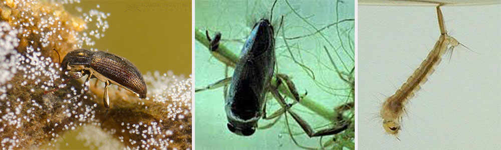 Adaptations of riverine aquatic insects for their mode of life 