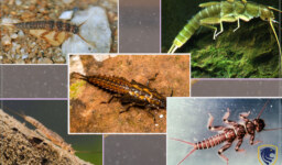 Adaptations of riverine aquatic insects for their mode of life (Part 1)