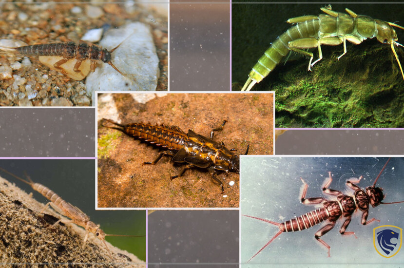 Adaptations of riverine aquatic insects for their mode of life (Part 1)