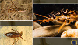 Adaptations of riverine aquatic insects for their mode of life part 2 (Animals & Nature)