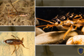 Adaptations of riverine aquatic insects for their mode of life part 2 (Animals & Nature)