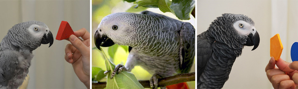 African Grey Parrot, a fast learner :Who is the smartest animal in the world
