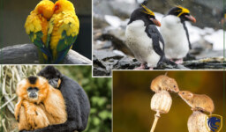 Animals That Love & Mate one partner for life