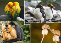 Animals That Love & Mate one partner for life