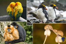 Animals That Love & Mate one partner for life