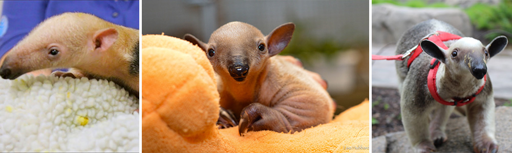 Baby tamandua