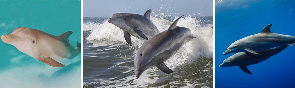 Bottlenose Dolphin, the marine wit