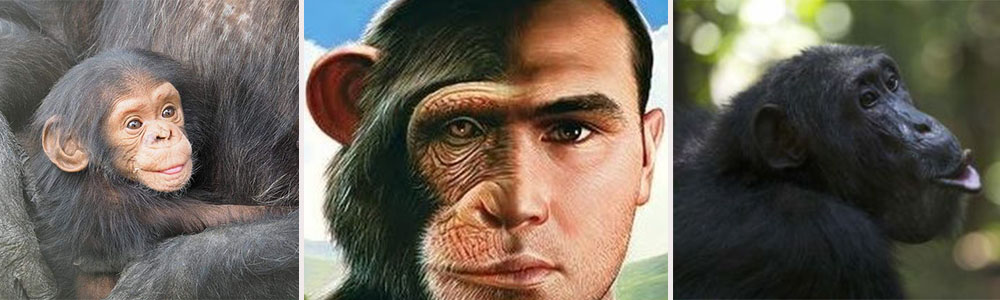 Chimpanzee, the genetic relation :Who is the smartest animal in the world