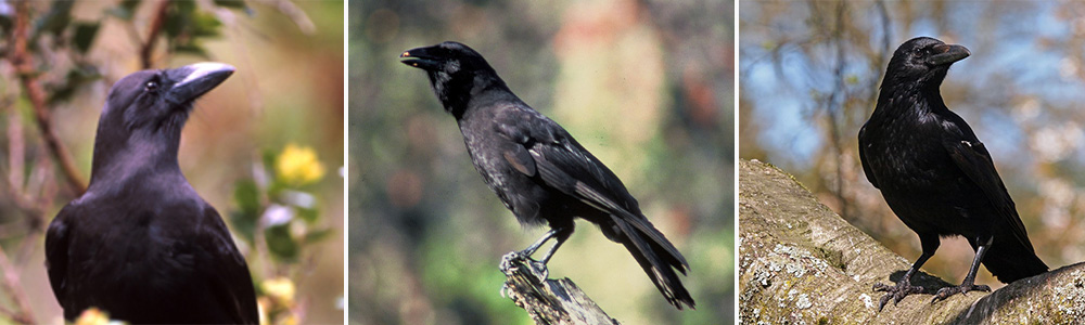 Crow, the tactful fellow 