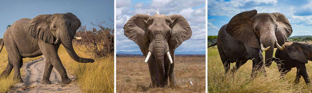 Elephants, masterful giants