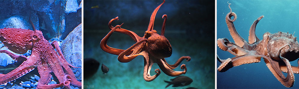 Octopus, bearer of nine brains :Who is the smartest animal in the world