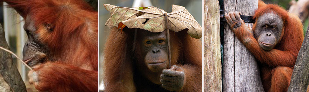 Orangutans, the tool user