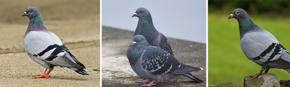 Pigeon, :Who is the smartest animal in the world