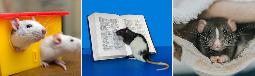 Rats, a smart scientist :Who is the smartest animal in the world