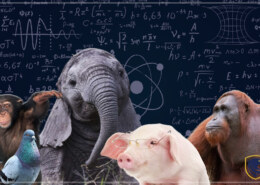 Who is the smartest animal in the world