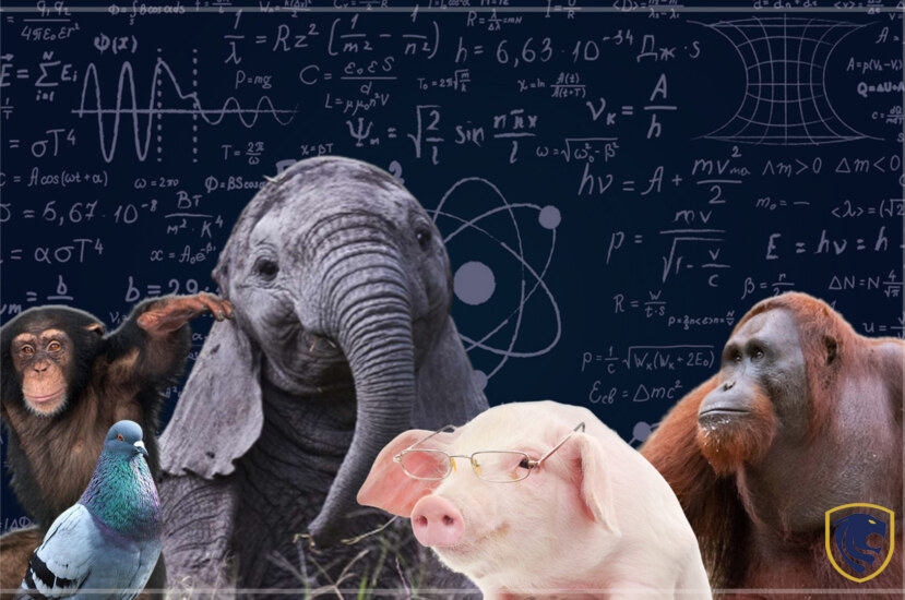 Who is the smartest animal in the world
