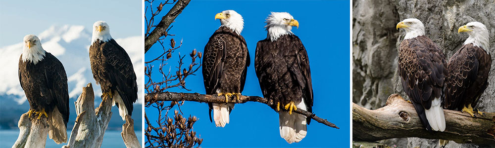 Bald eagles