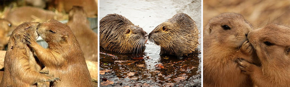 Beavers