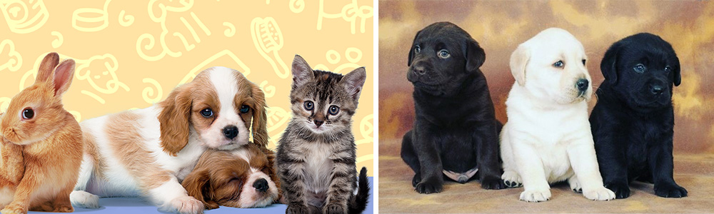 Best pet names for your lovely buddy…..
