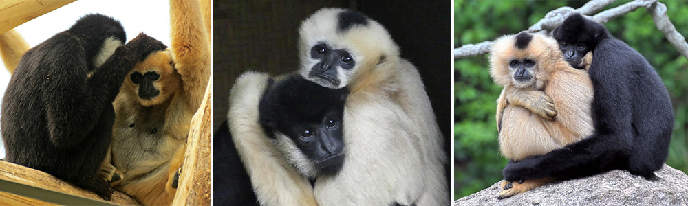 Gibbons