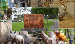 Rare Native Animals & Wildlife in Auckland Zoo, New Zealand 
