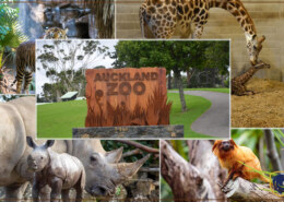 Rare Native Animals & Wildlife in Auckland Zoo, New Zealand 