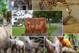 Rare Native Animals & Wildlife in Auckland Zoo, New Zealand 