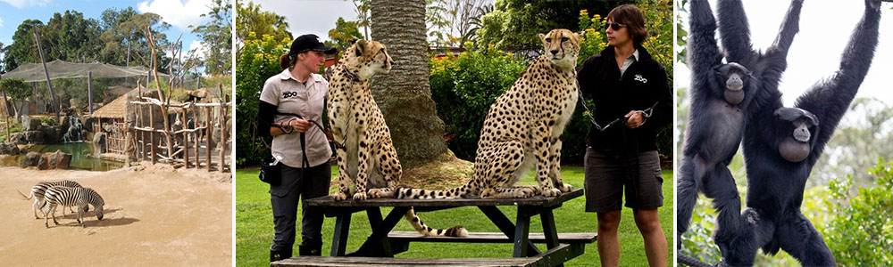 Rare Native Animals & Wildlife in Auckland Zoo, New Zealand .